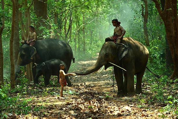 Children with Elephants and Mahout Children with Elephants and Mahout elephant handler stock pictures, royalty-free photos & images