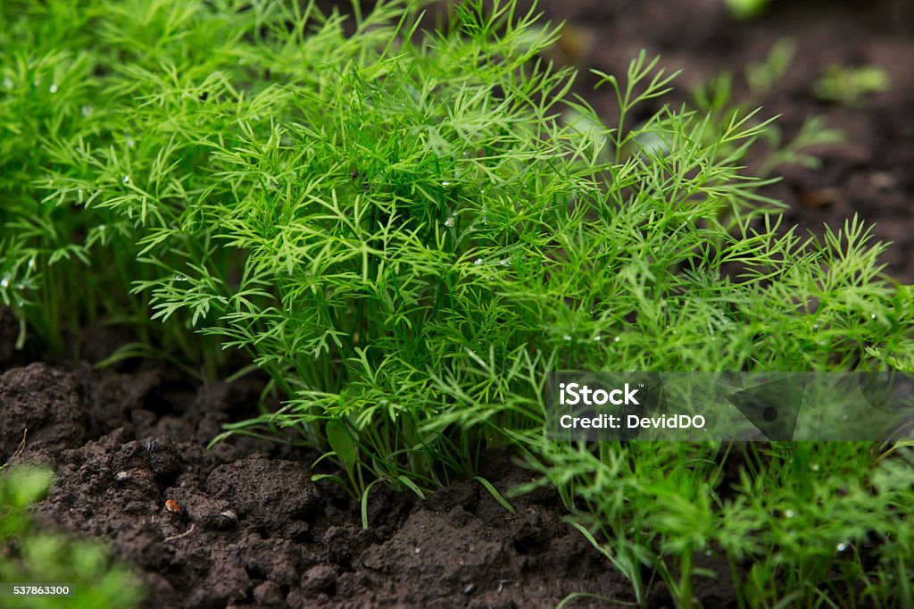 dill in a soil the green dill growing in a soil Dill Stock Photo