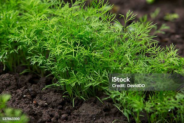 Dill In A Soil Stock Photo - Download Image Now - Dill, Cultivated, Growth