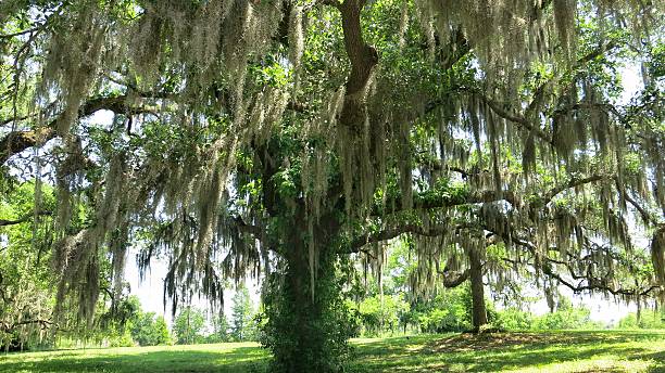 istock Spanish Moss Hanging from Large Live Oak Tree Landscape 537864952