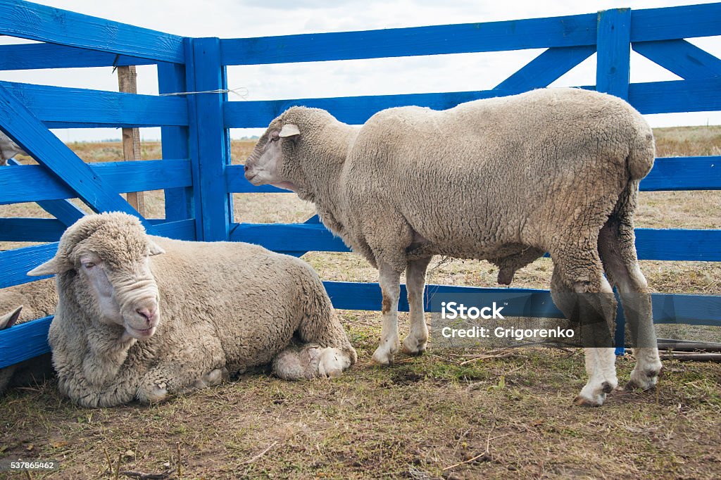 Sheep on a farm A herd of sheep on the farm, sunny autumn day Agriculture Stock Photo