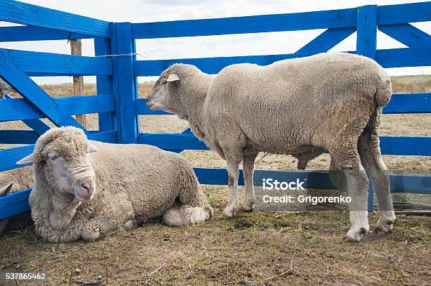 Sheep On A Farm Stock Photo - Download Image Now - Agriculture, Animal, Animal Themes