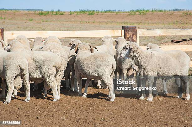 Sheep On A Farm Stock Photo - Download Image Now - Agriculture, Animal, Animal Themes