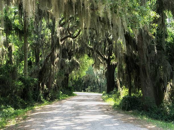 Scenic Spanish Moss Hanging, Live Oak Trees, Overhanging Gravel Road Haunted Spanish Moss Hanging from Live Oak Tree, Overhanging Road. Photographed at the Savannah National Wildlife Refuge, Savannah, Georgia. hanging moss stock pictures, royalty-free photos & images