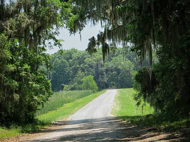 istock Spanish Moss Hanging from Live Oak Trees Overhang Road 537865698
