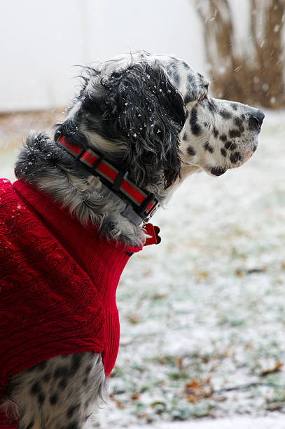 istock English Setter with Red Sweater 537866854