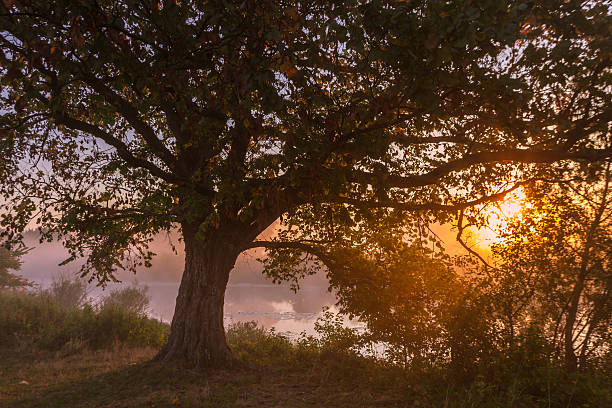 istock Beams of morning sun filtering through the tree 537866867