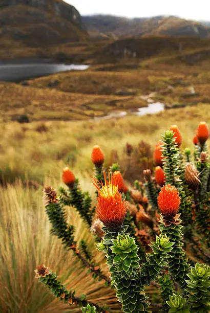 chuquiragua andean flower in Cajas National Park landmark Azuay Ecuador South America