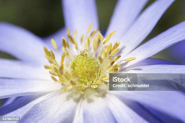 Detail Of An Anemone Stock Photo - Download Image Now - 2015, Anemone Flower, Blue