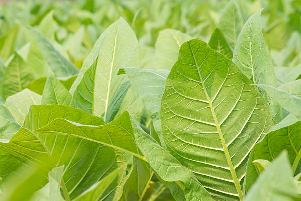 istock Green tobacco field 537867589