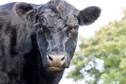 close up profile of an Aberdeen Angus cow