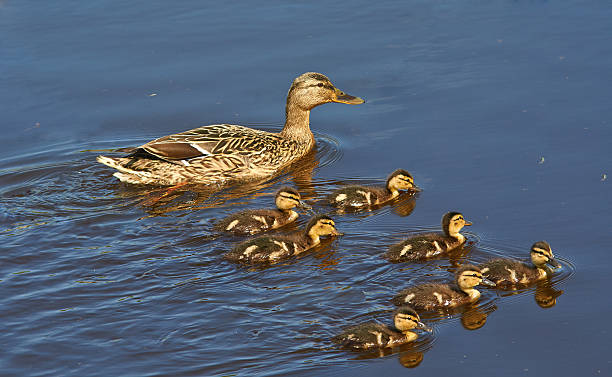 istock Mallard with ducklings is swimming. 537868064