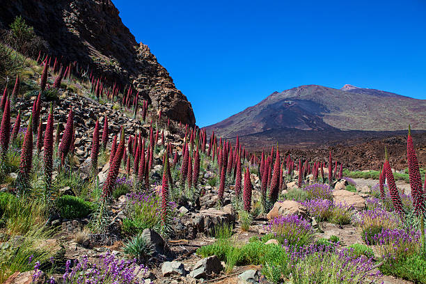 wildpretii echium fleur - tenerife spain national park canary islands photos et images de collection