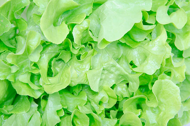 istock Close up fresh green organic vegetable 537868099