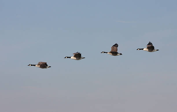 istock Flock of Canada Geese 537868195