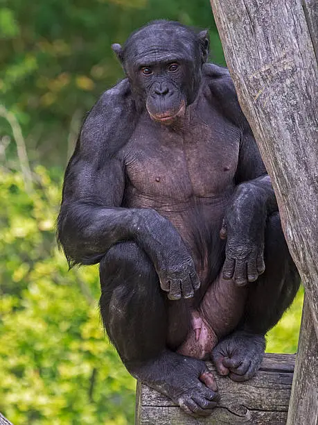 Black Bonobo sitting on tree branch