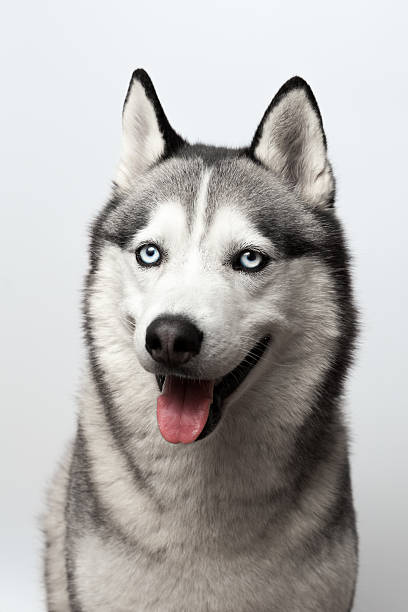 istock Adorable black and white with blue eyes Husky 537869588