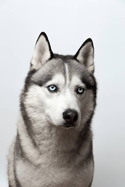 istock Adorable black and white with blue eyes Husky 537869686