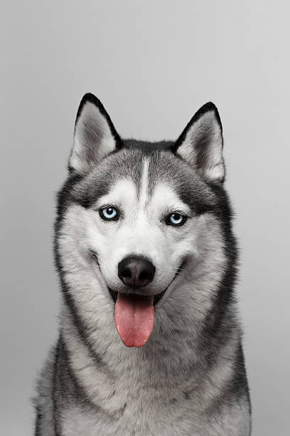 istock Adorable black and white with blue eyes Husky 537869768