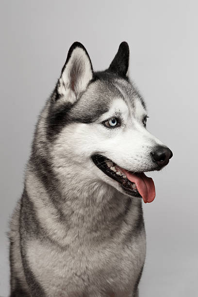 istock Adorable black and white with blue eyes Husky 537869832
