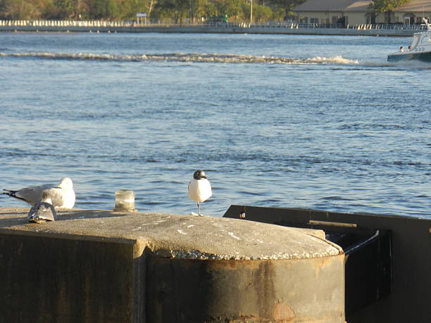istock Gull common name glaucous winged gull scientific name larus glaucesens and water 537869915