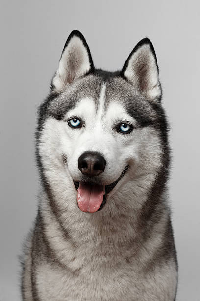 istock Adorable black and white with blue eyes Husky 537869920