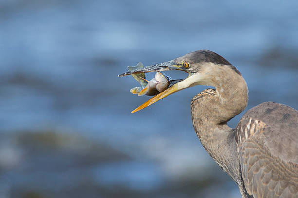 istock Grey great heron fishing 537870250