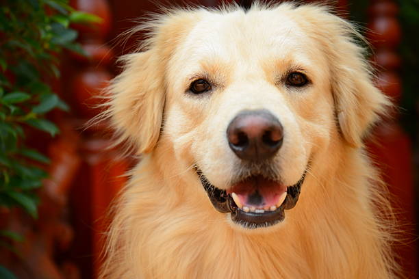 istock Cute Face Golden Retriever Dog 537870323