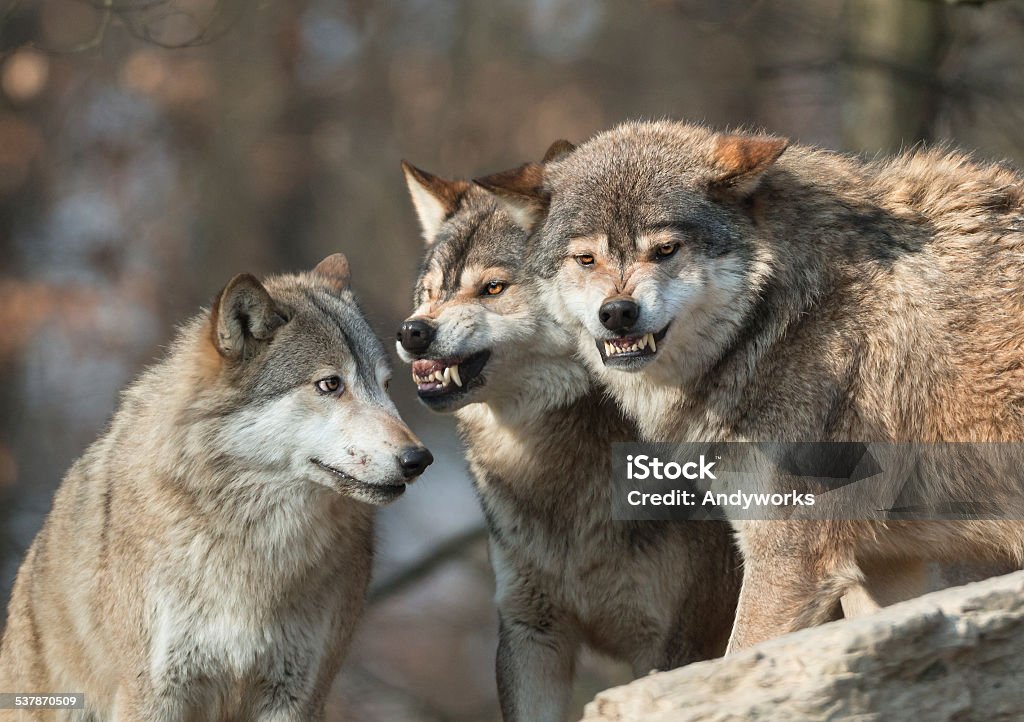 Wölfe Kommunikation - Lizenzfrei Wolf Stock-Foto