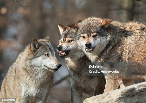 Wölfe Kommunikation Stockfoto und mehr Bilder von Wolf - Wolf, Aggression, 2015