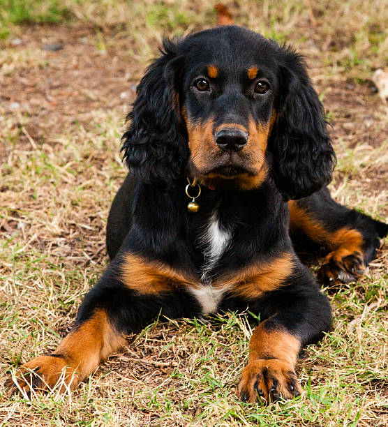 istock Gordon Setter Puppy laying on the ground 537870593