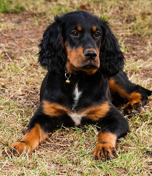 Gordon Setter Puppy laying on the ground stock photo