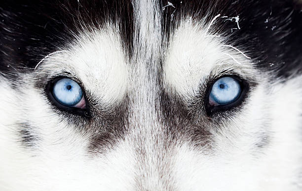 Close-up shot of husky dog blue eyes stock photo
