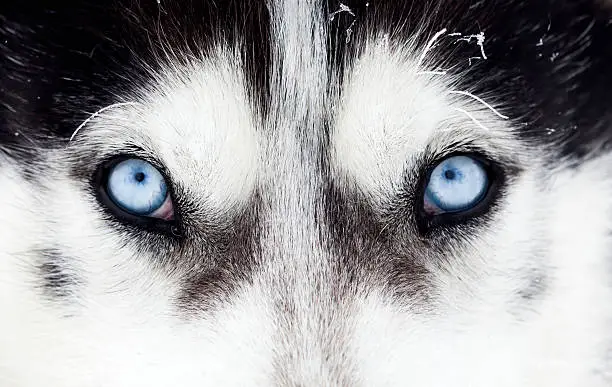 Photo of Close-up shot of husky dog blue eyes