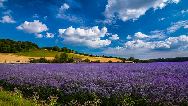 violet lin field dans le hampshire - hampshire photos et images de collection