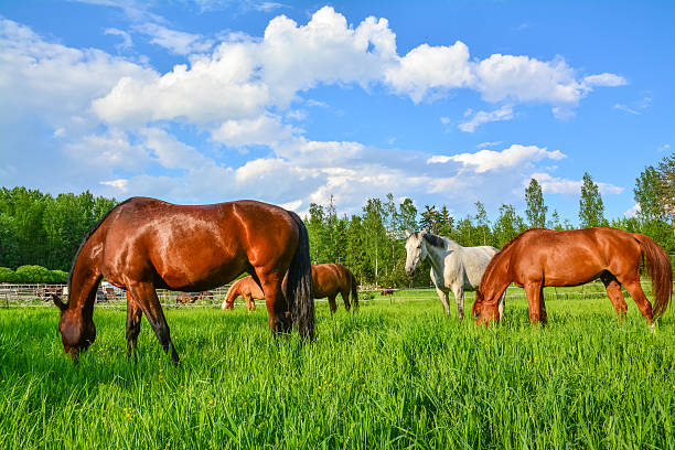 istock Group of horses on meadow 537871542