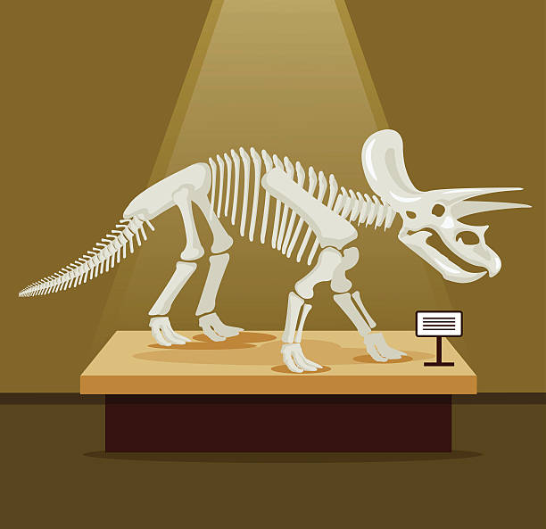 triceratops-bones-skeleton-in-
