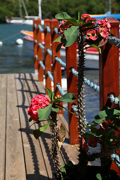 istock Boardwalk at Marigot Bay, St. Lucia 537871573