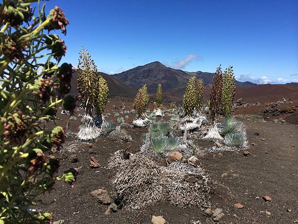 parque nacional haleakala-silversword planta - haleakala silversword fotografías e imágenes de stock