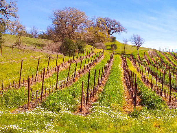 inizio della primavera regione vinicola di sonoma county, california - russian culture foto e immagini stock