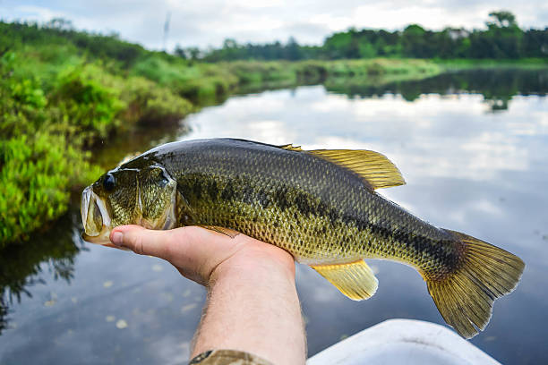 istock Morning largemouth bass 537872098