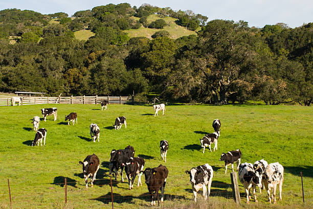 Closeup Cattle Waiting to be fed Sonoma County California