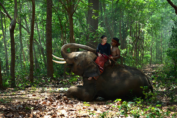 istock Elephant with asian girl 537872432