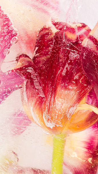 istock abstraction with red flower tulip 537872914