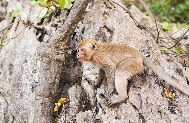 istock cute monkey lives in a natural forest of Thailand. 537873162