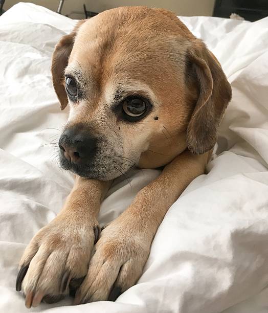 istock Puggle giving puppy eyes 537873304