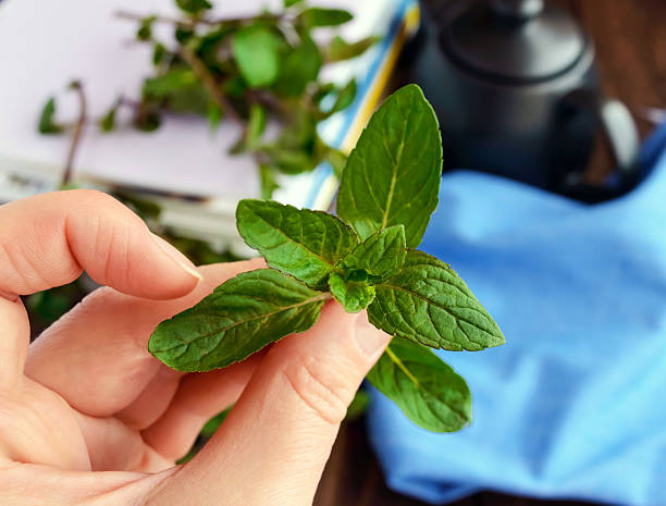 istock Sprig of mint in hand, holding his fingers. 537873324