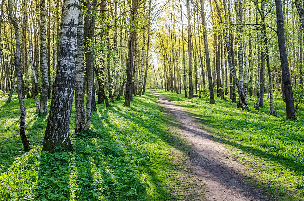 istock Alley shined by solar beams in spring park 537874356