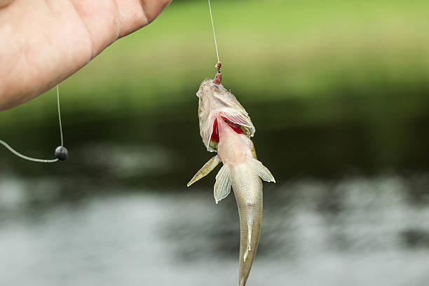 istock fishing,small fish ruff in the hand on shore 537874824