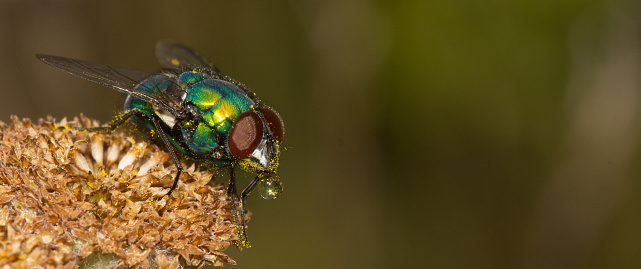 This fly is blowing bubbles after feeding on nectar in order to cool down its body temperature